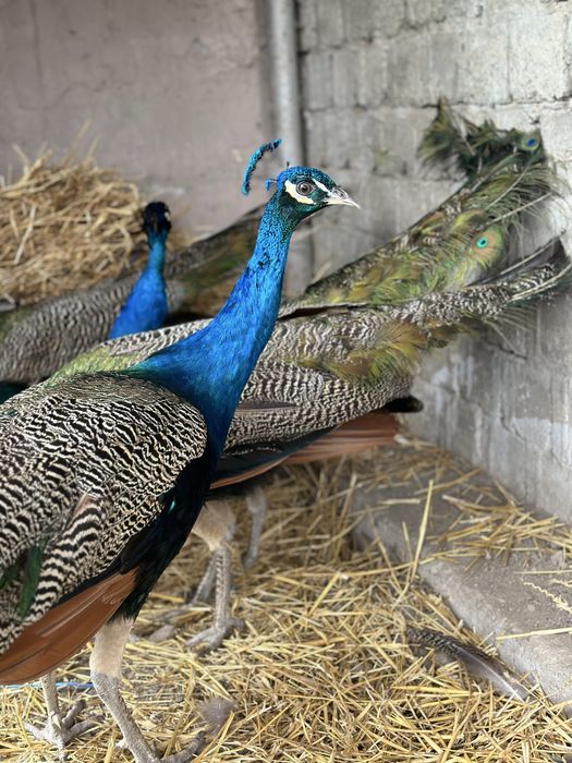 Vand pauni standard (india blue)