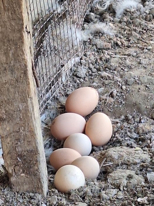 Гигантд бирама тухумлари 15000 сум