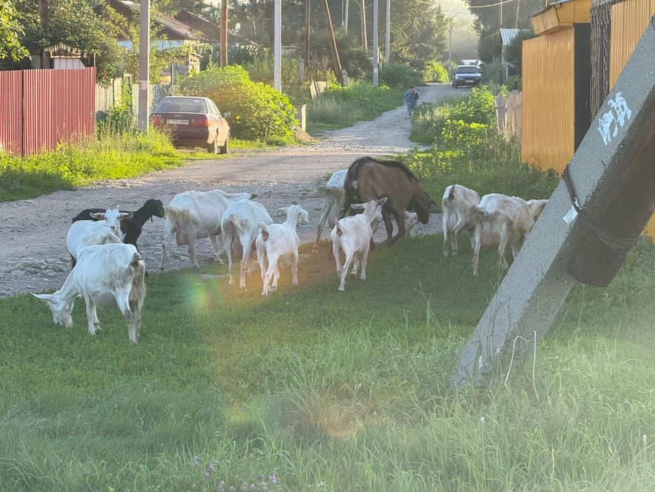 Козы молочной породы