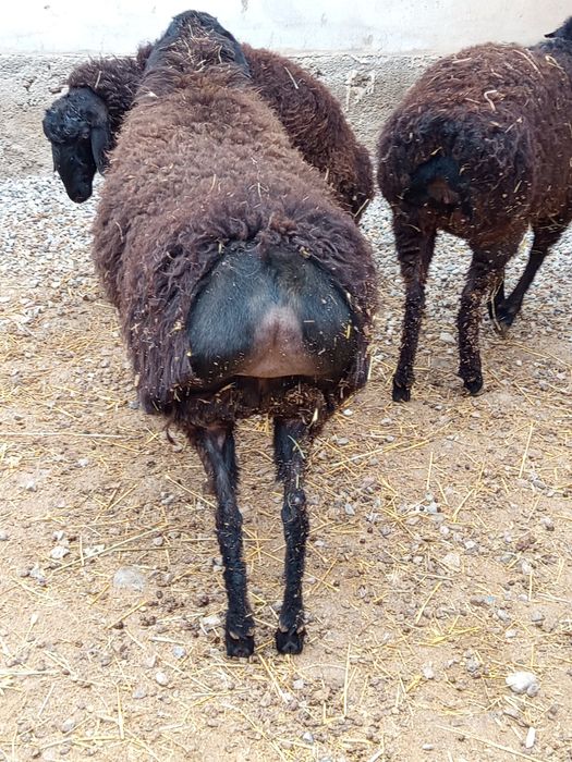 она бу́гоз куйлар сотилади