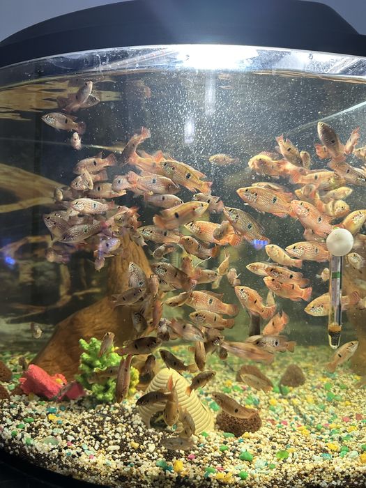 Хромис- красавец