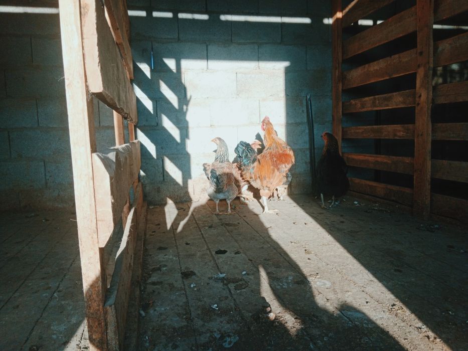 тауық сатылады.                      .