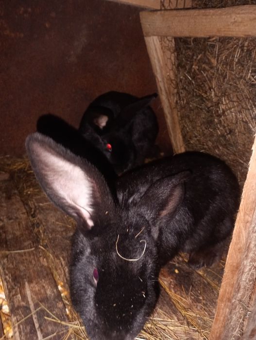 Vand pereche de iepuri