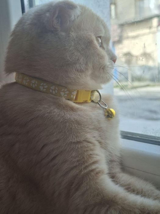 Скотш фолд котята и мама