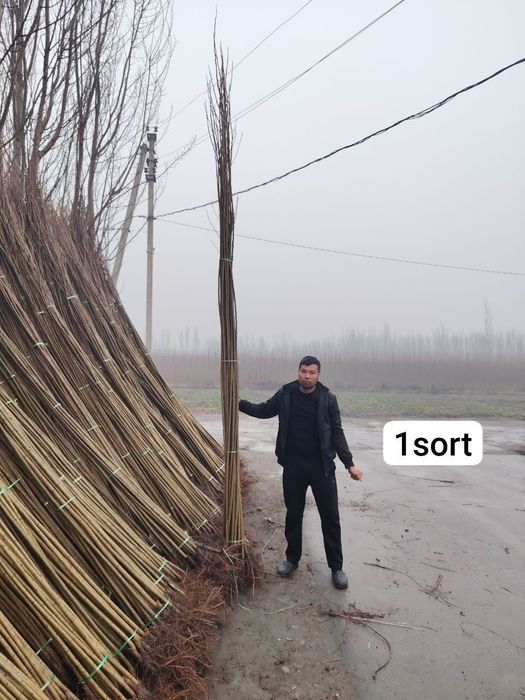 Терек кочатлар арзан нархларда