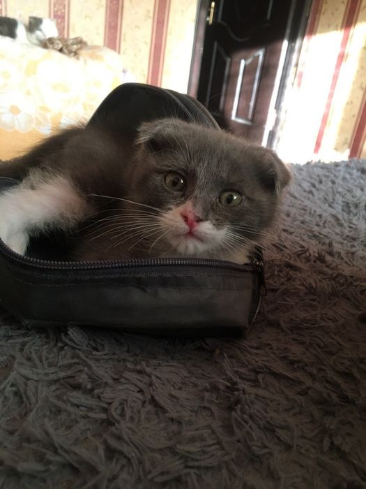 Срочно продаю котенка вислоухий