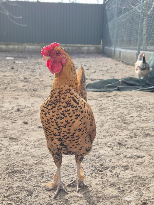 Cocoș pitic (liliput)