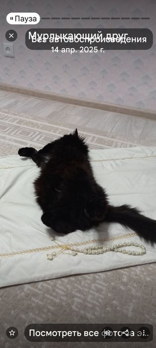 Отдам кота в хорошие руки