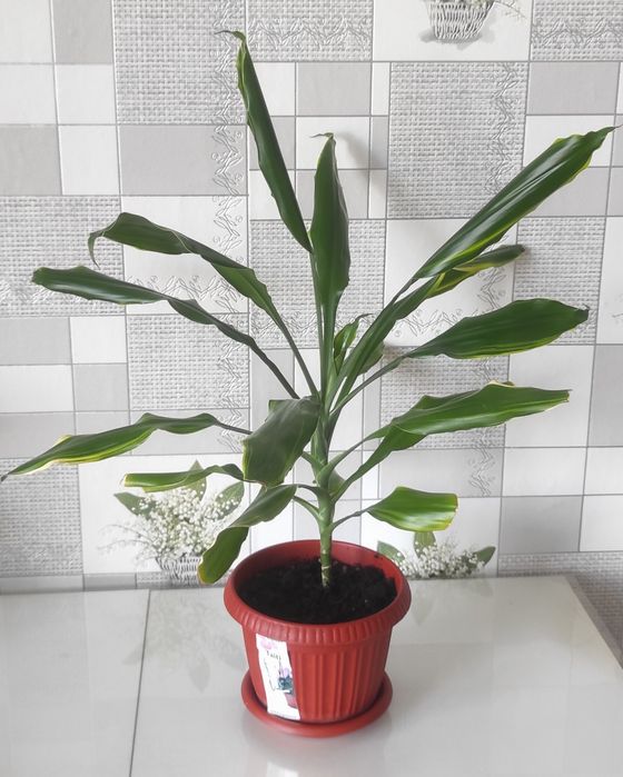 Продам комнатные цветы.