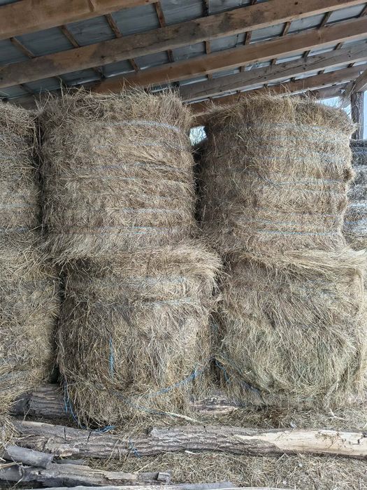 Vând baloti de fan 125/125