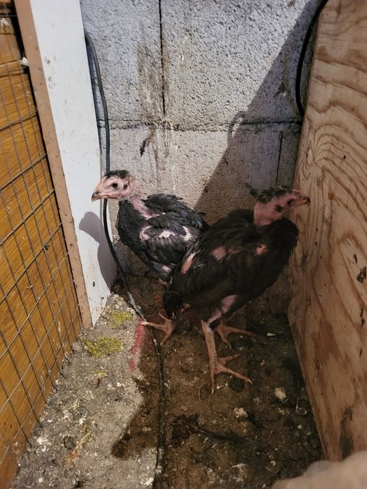 Сатамын дакан шоже кораз 16000