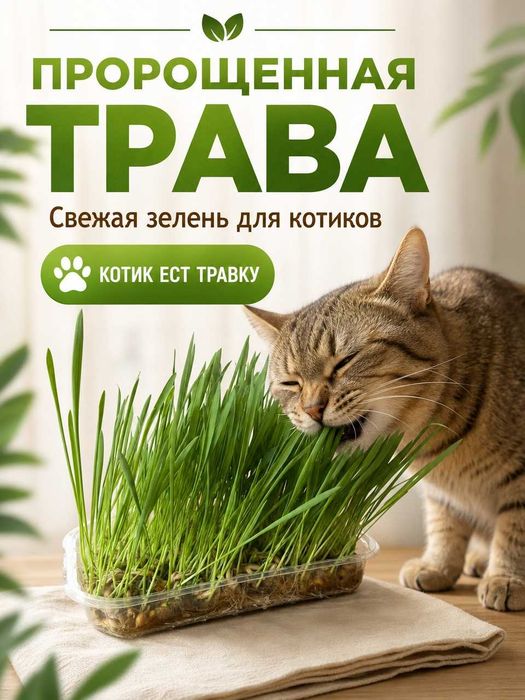 Свежая трава для кошек