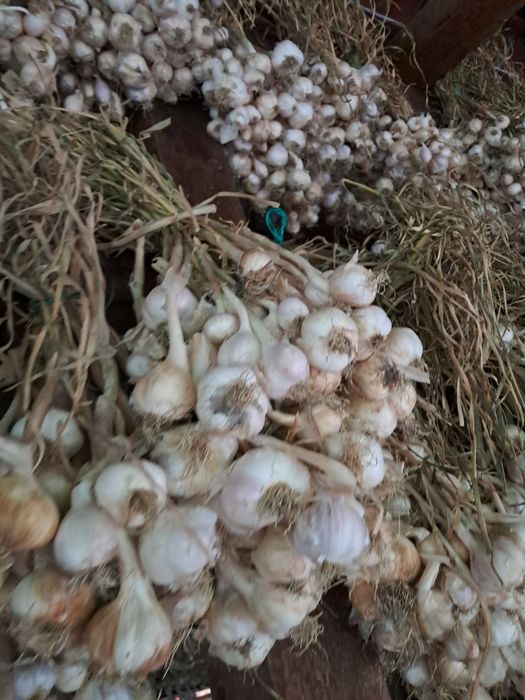 Vând usturoi românesc