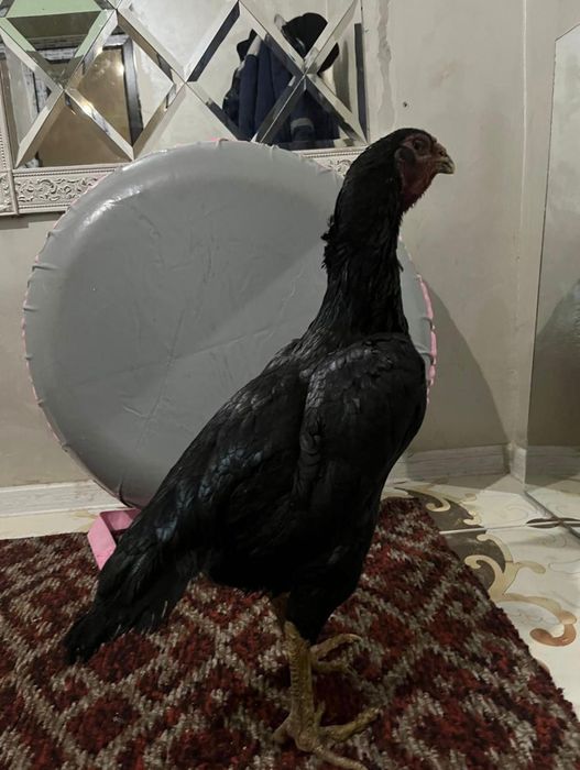 Чистоган даканка на продажу