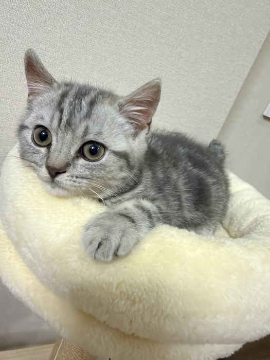 Котенок Шотландский Скоттиш страйт