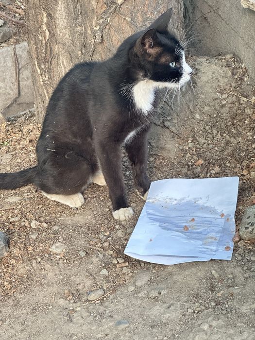 Котик живет во дворе