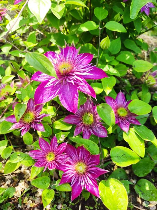 Клематисы разные подрощенные