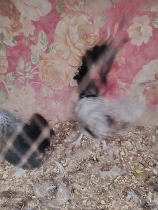 Бентамка молодогопетушка