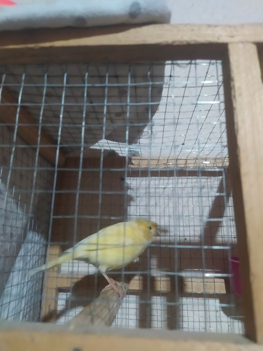 Kanareyka nar va tayyor moddalar