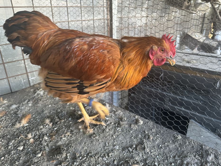 New Hampshire - Playmouth Rock Barat