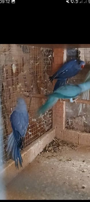 Micul Alexandru albastru cap coadă și violet