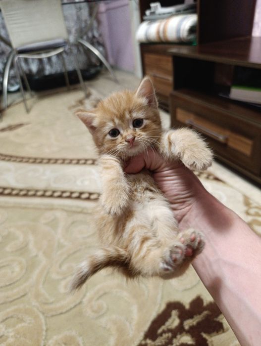 Котята породистые