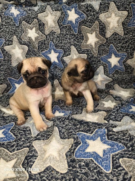 Очаровательные щенки Мопса.