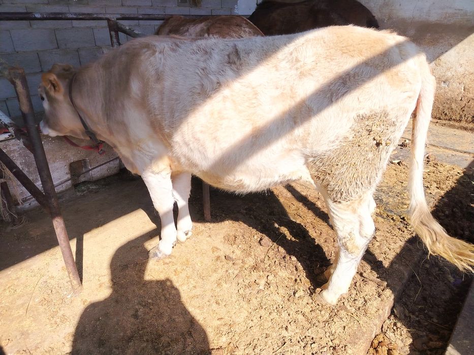 Бык и тёлка хорошие откормленные