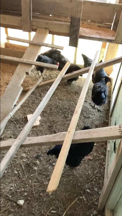 10000 som Tuxumlar sotiladi Qora Shaxzoda Gigant asl zoti