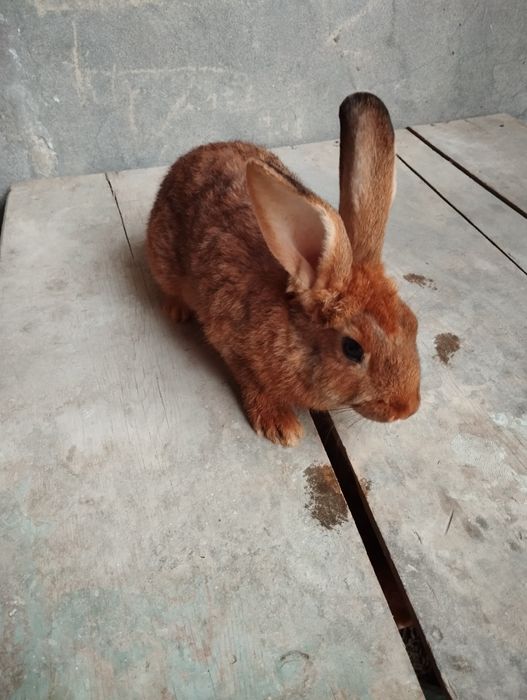 Jaydari quyonlar " Burgundiskiy " 1.5 yosh  8 oylik va 6 oylik