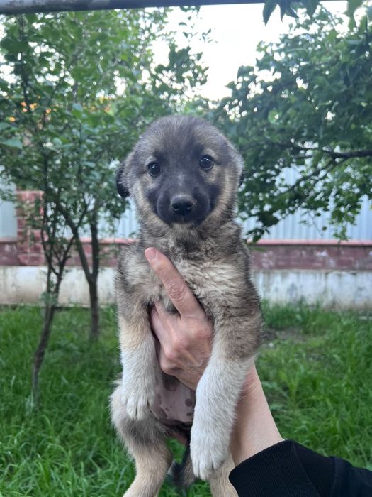 Отдаем щенков в хорошие руки. Звоночки