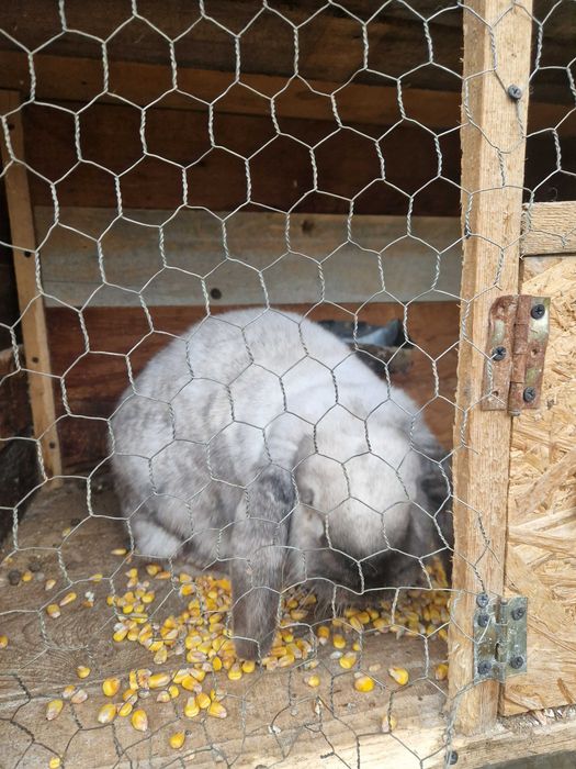 Iepuri german si uriaș german