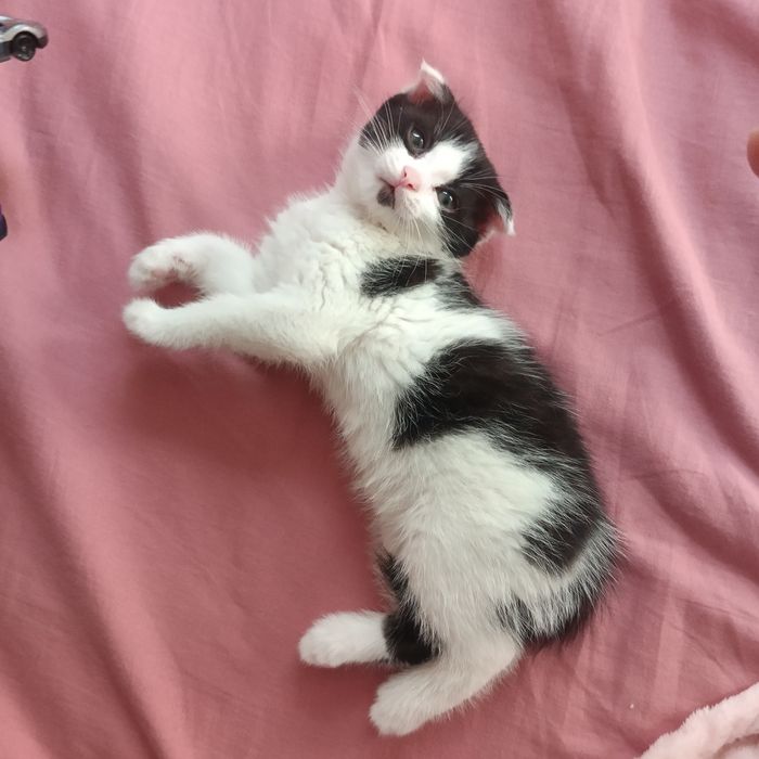 Котенок вислоухий