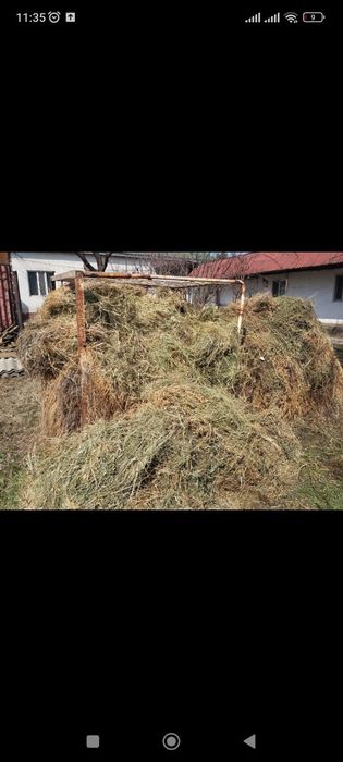 1 газель сена, шоп, шөп