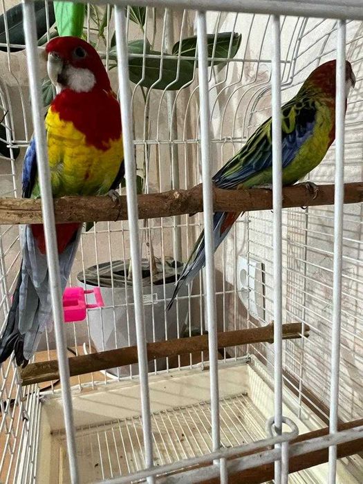 пара попугаев розеллы