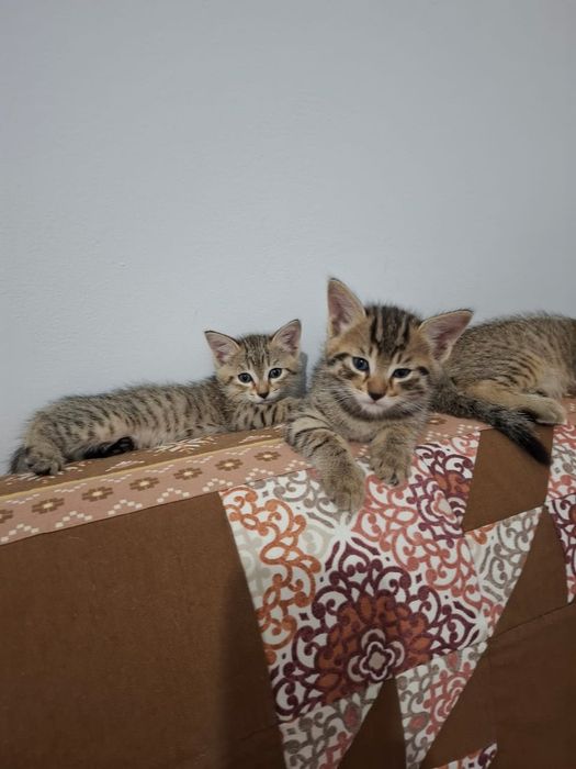 Отдам котят в хорошие руки