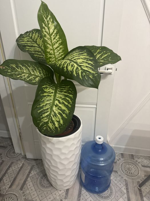 Комеатные растения