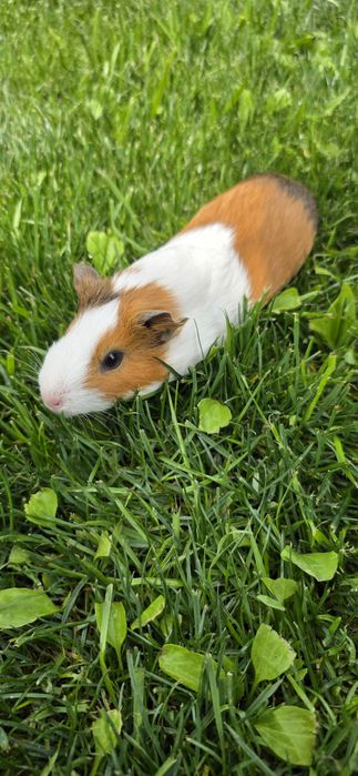 Морская свинка 3 месяца