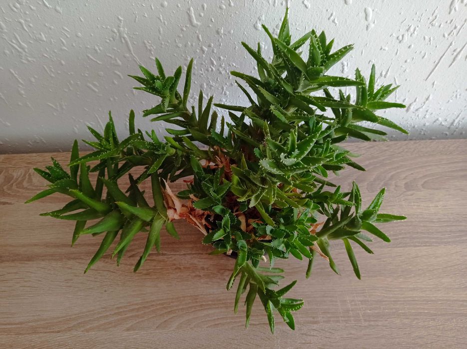 Сукуленти Алое .