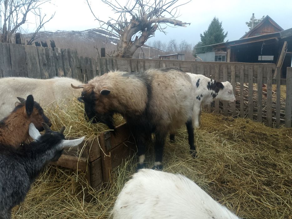 Козлы на племя годовалые