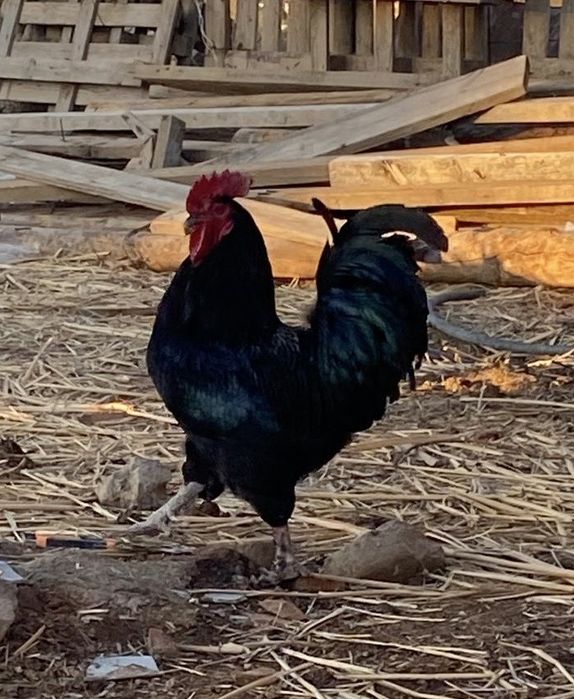 Қораз сатылады! Бағасы 5 мың!