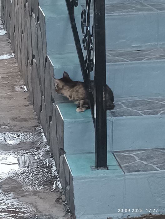 Отдам в хорошие руки. Котёнок, девочка.