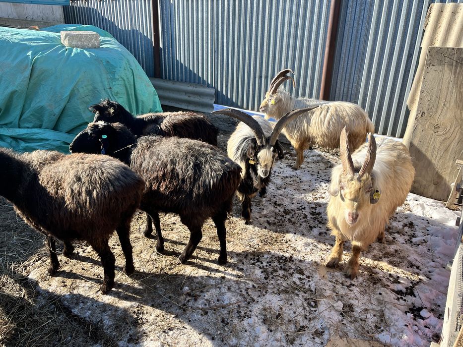 Серке қой қозылы қой сатылады