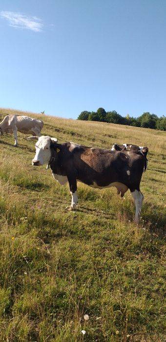 Vaca de vanzare.
