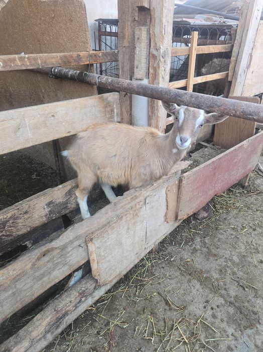 Австрийские козы