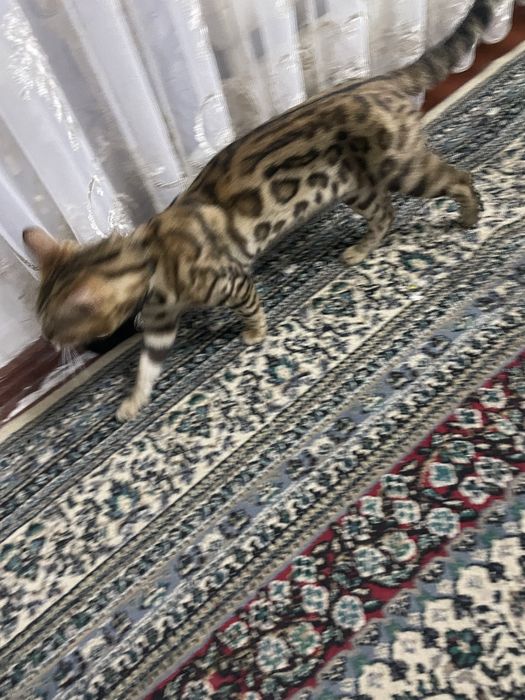 Bengalskiy bengalski