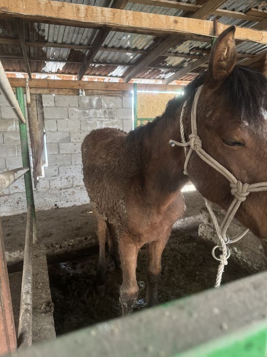 Семиз Тай Сатамын