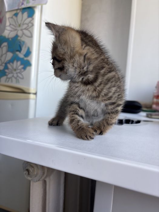 отдам кошку бесплатно