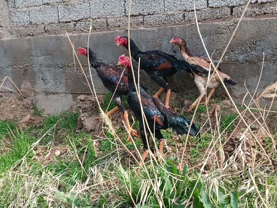 Shamo 5 oylik tozza zot