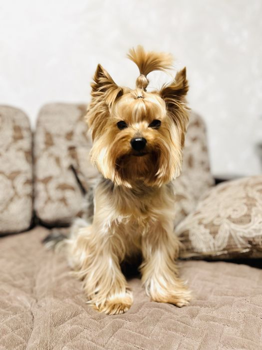 Йоркширский терьер